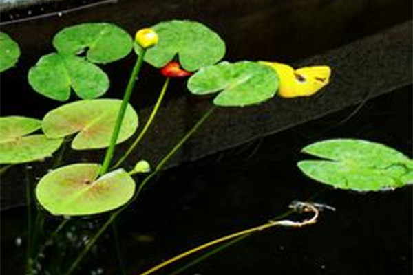 萍蓬草“排隊(duì)”開花