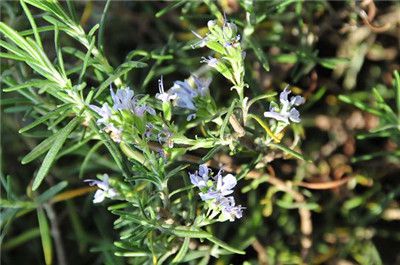 迷迭香開(kāi)花