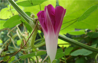 牽牛花開(kāi)了