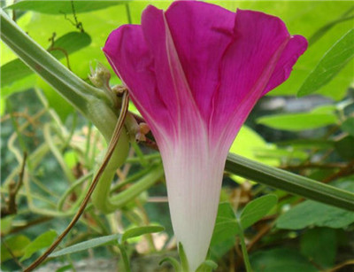 牽牛花花苞張開(kāi)了