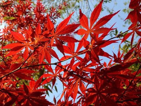 雞爪槭的紅葉