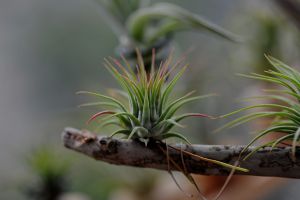 空氣鳳梨——誰都能養(yǎng)活的精靈植物