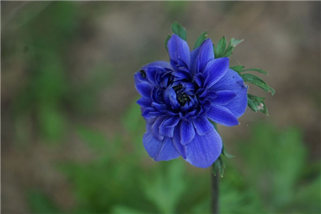 銀蓮花