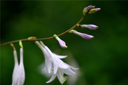 玉簪花