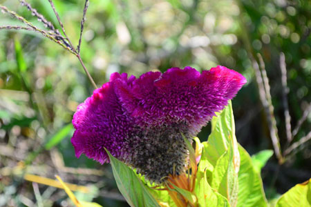 雞冠花