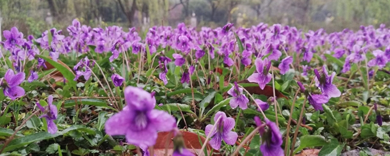 紫花地丁黃葉的原因和處理辦法