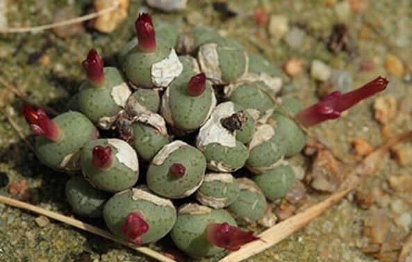 Conophytum piluliforme:都鳥