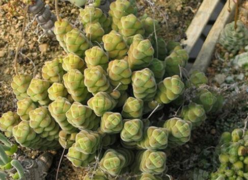 Crassula columella：絨塔