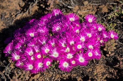 Meyerophytum meyeri：冰糕，番杏科碧光環(huán)屬。