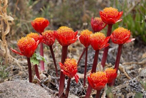 Haemanthus coccineus：血蓮