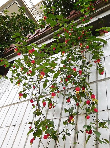 蔓性風鈴花植株