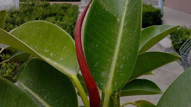 橡皮樹開花嗎