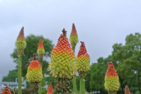 雨中的火炬花