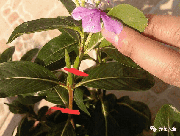 長春花嫩芽