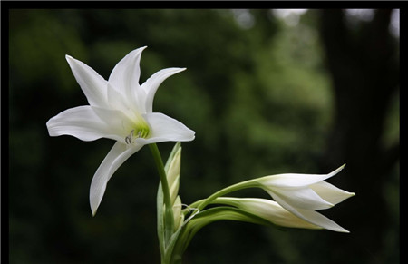 百合花的養(yǎng)殖注意事項(xiàng)