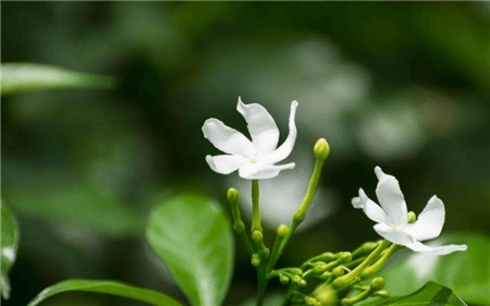 風車茉莉開花