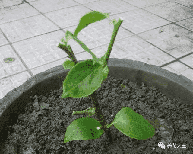 植株進(jìn)行處理