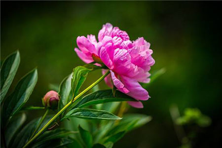 漂亮的芍藥