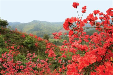 杜鵑花