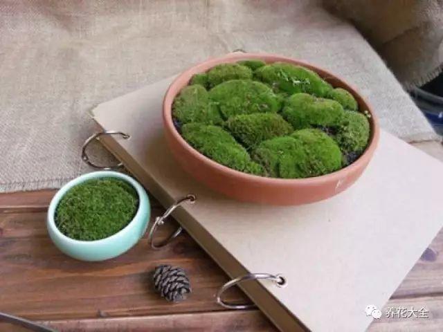 苔蘚