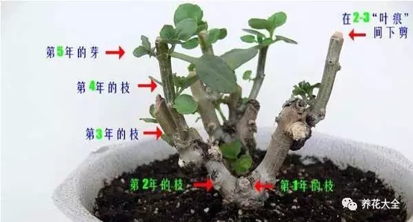 長壽花