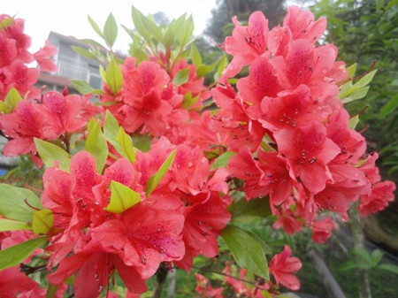 杜鵑花花朵