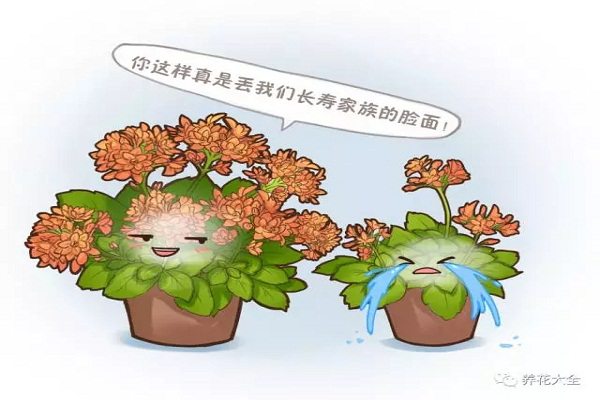 學了這幾招，長壽能開大半年，花比葉子都多！