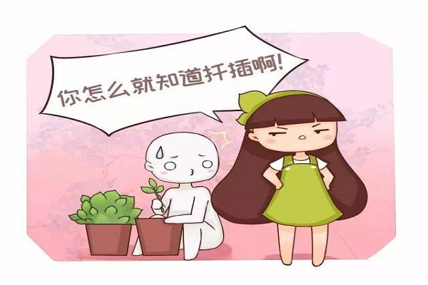 君子蘭吊蘭長小芽，直接摘下來就能活！