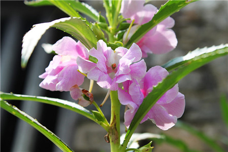 淡紫色鳳仙花