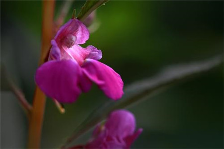 鳳仙花開花