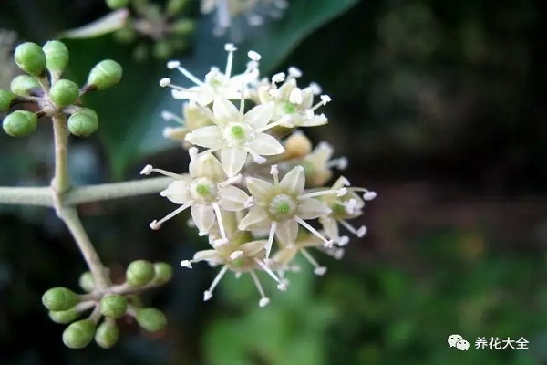 發(fā)財樹文竹…花開滿樹，果子壓彎枝，竟然這么容易！