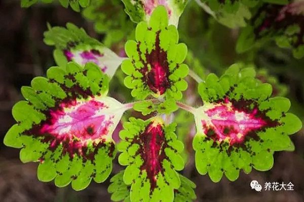 月季花期長花又美，它比月季還漂亮一年四季都能欣賞