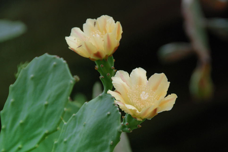 仙人掌開花