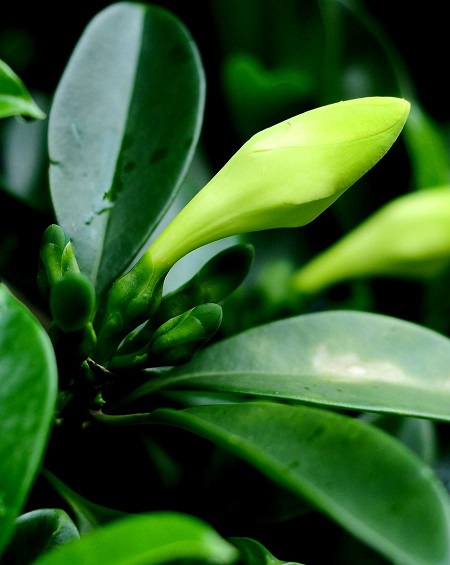 非洲茉莉