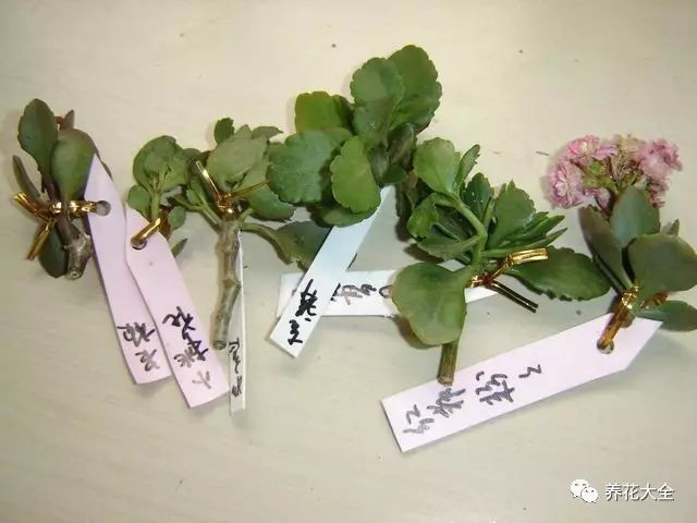 1、秋天修剪下來的長(zhǎng)壽花枝條，可以進(jìn)行短截，每個(gè)枝條上至少保留1對(duì)葉子，之后放在陰涼通風(fēng)的地方晾干。