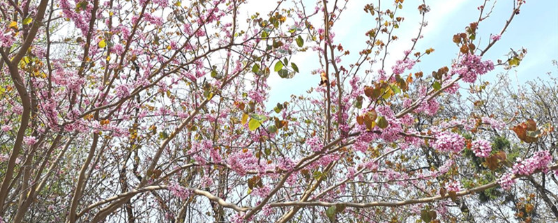 桃花病蟲害怎么處理，桃花蟲害癥狀