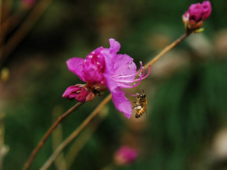 開(kāi)放的迎紅杜鵑花