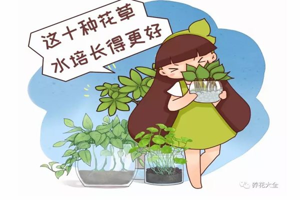 這10種花草水培長得更好，別傻到只會(huì)土養(yǎng)了！