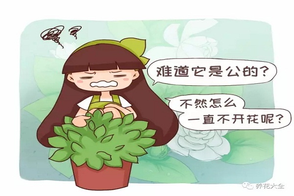 難道我家的花是公的？為啥光長(zhǎng)葉子不開花？