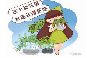 這10種花草水培長(zhǎng)得更好，別傻到只會(huì)土養(yǎng)了！