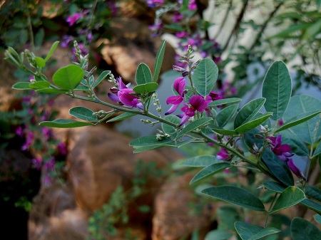 胡枝子開(kāi)花