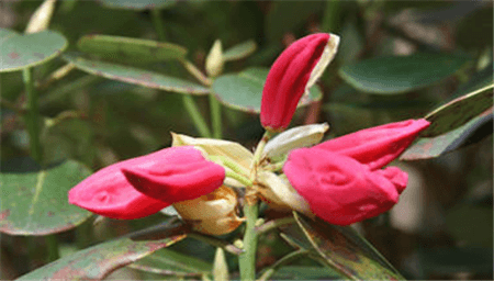 粉紅卵葉杜鵑