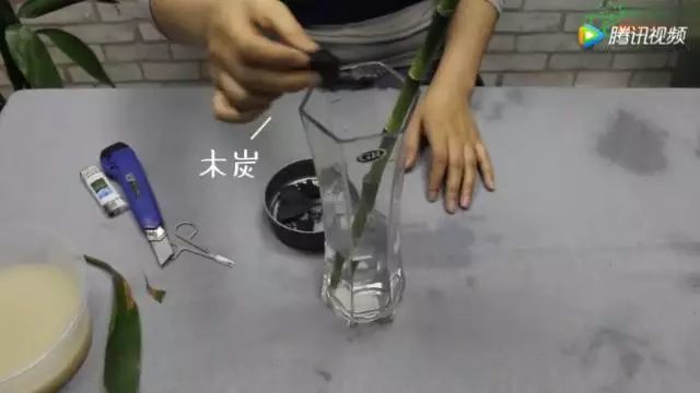 水培瓶中放入純凈水，把富貴竹重新插到瓶中，瓶里可以扔幾塊碎木炭，木炭能夠吸附水中的雜質(zhì)，防止二次爛根。