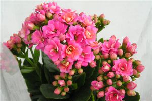 長(zhǎng)壽花花莖發(fā)黑怎么辦？