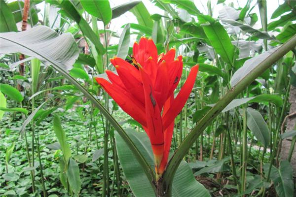 紅花蕉的病害及其防治