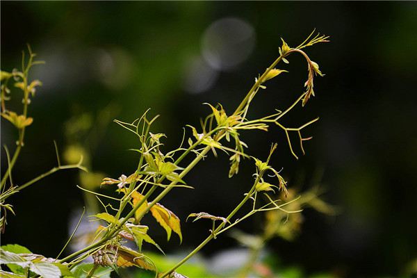 爬山虎繁殖方法大全！