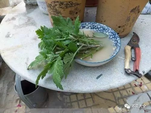 菊花很容易扦插，現(xiàn)在扦插成功率很高。選擇未曾育蕾開花的健康嫩枝，只保留頂端的2、3片葉子，其他的全部去除。