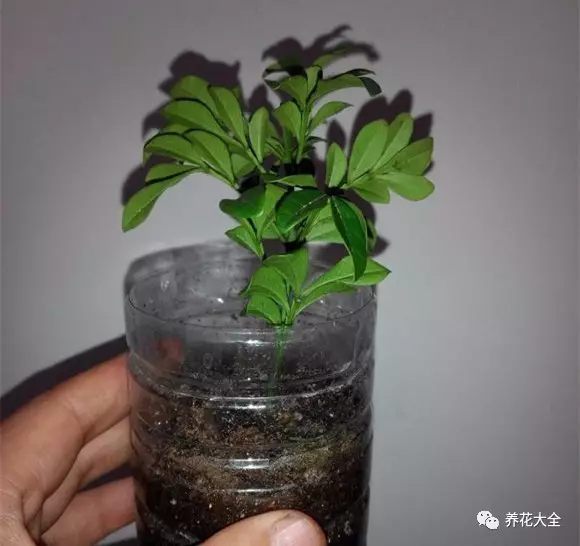 準(zhǔn)備10 cm左右的插條，把下半部分的葉子摘掉。插進(jìn)裝有干凈沙子的塑料瓶，澆透水。