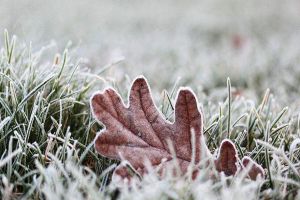 花卉凍傷怎么辦，這樣做枝葉受損也能成活！