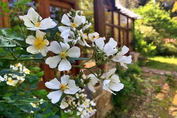 她隱居7000㎡深山，建起絕美花房，是人都想住進(jìn)去！